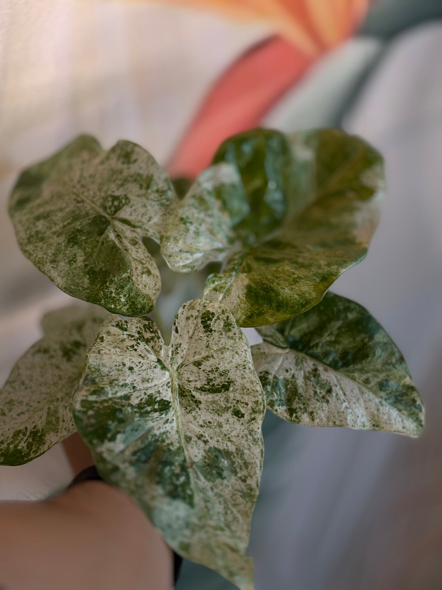 Alocasia Batik Variegata - Plante d'intérieur rare