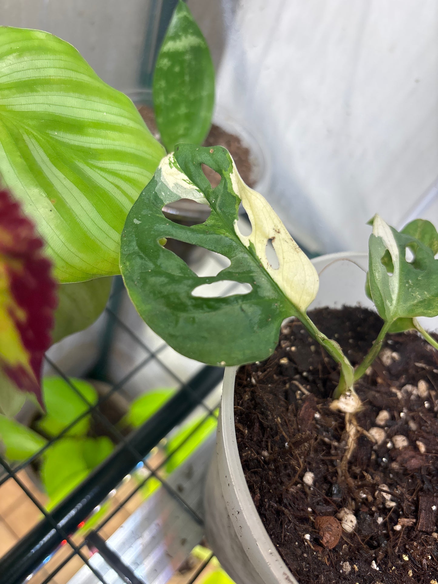 Monstera Monkey Mask Variegata 10-15cm - Plante rare