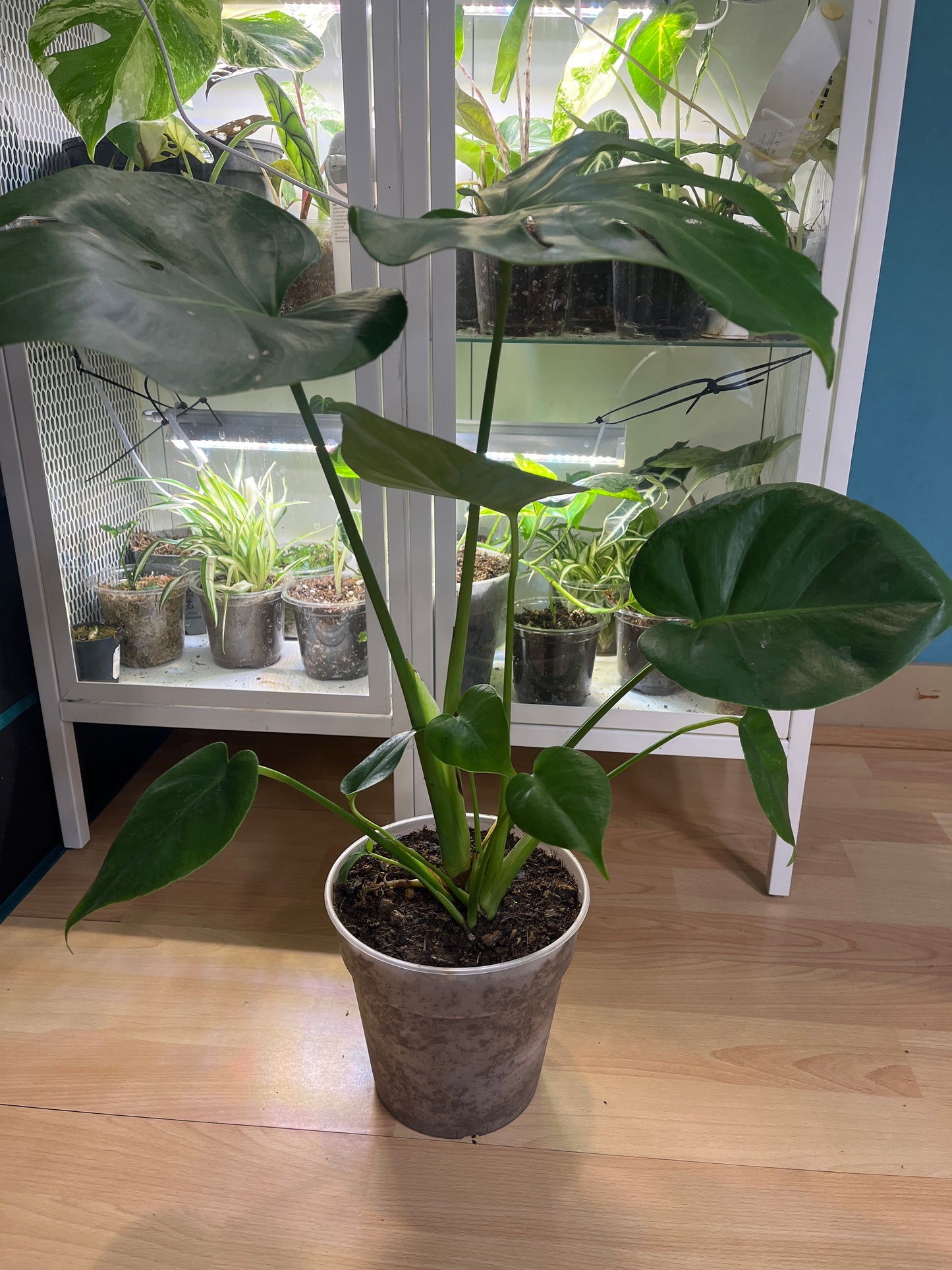 Monstera Deliciosa 60cm - Plante tropicale pot 17cm