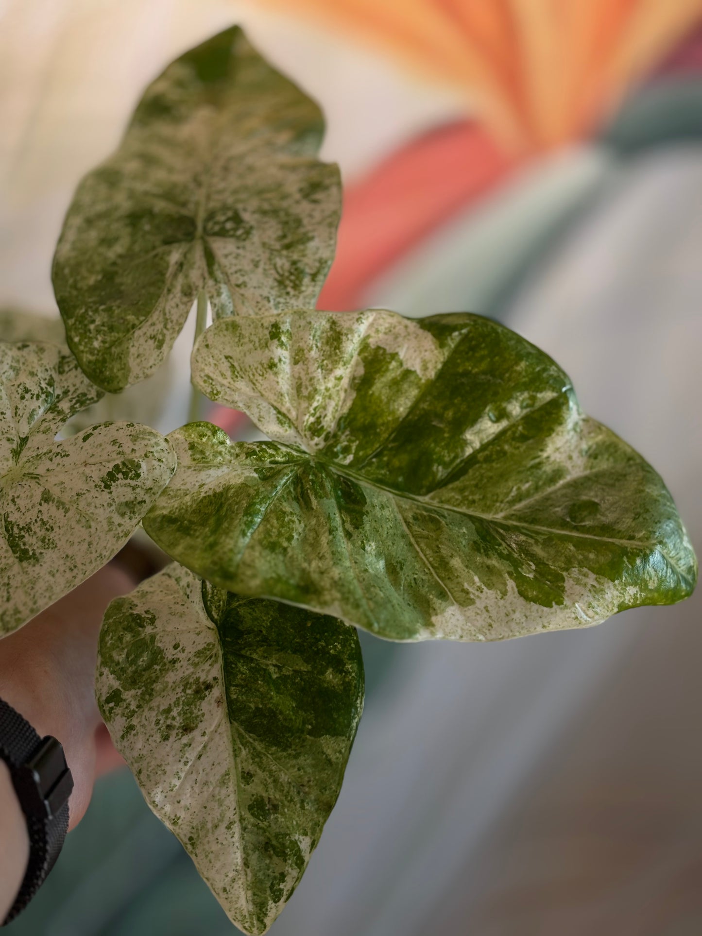 Alocasia Batik Variegata - Plante d'intérieur rare