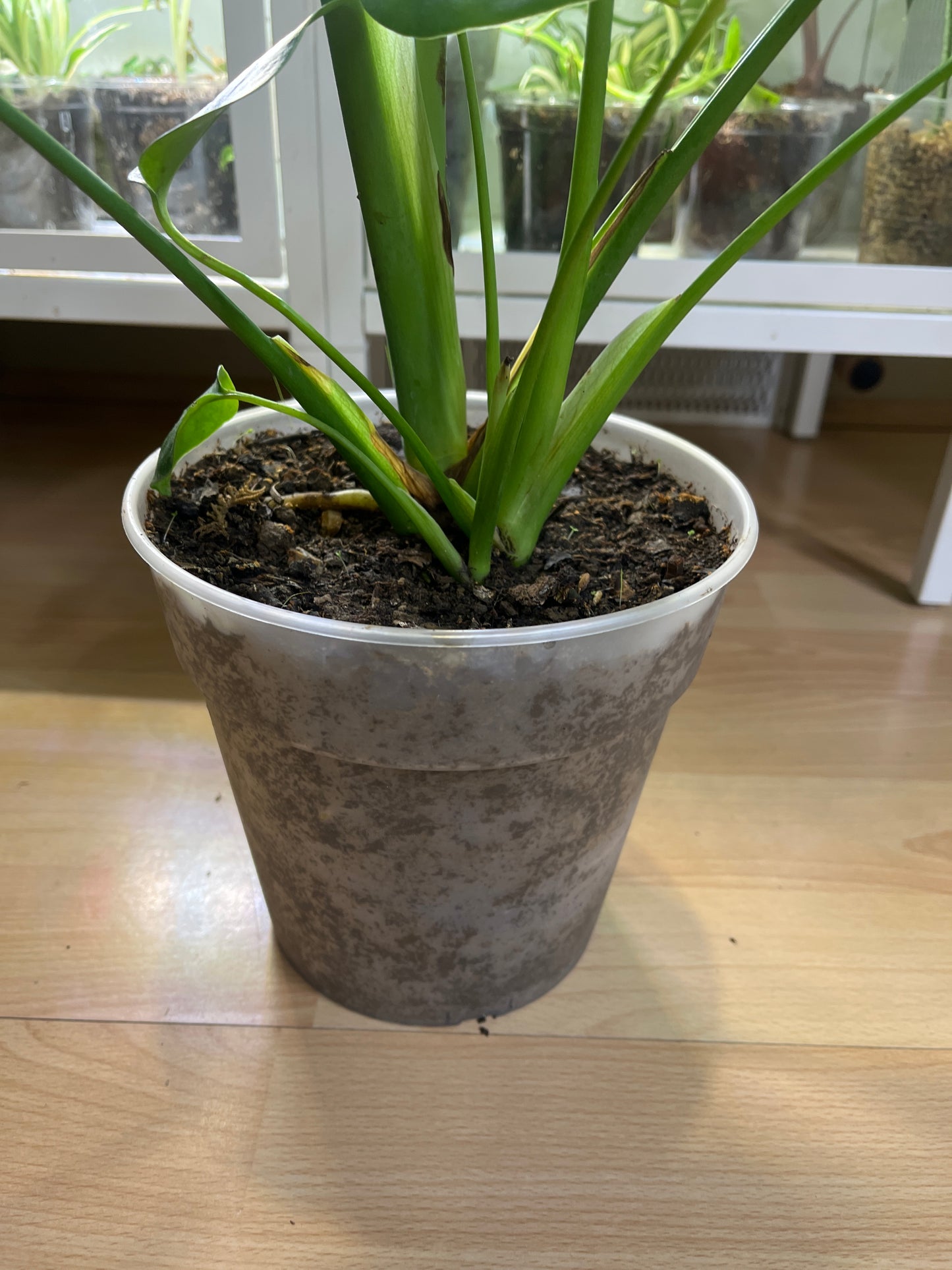 Monstera Deliciosa 60cm - Plante tropicale pot 17cm