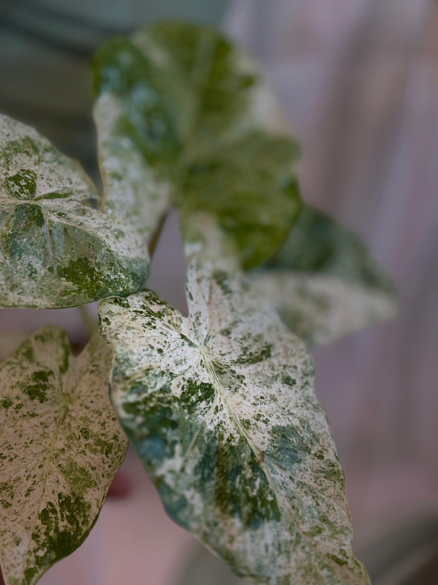 Alocasia Batik Variegata - Plante d'intérieur rare