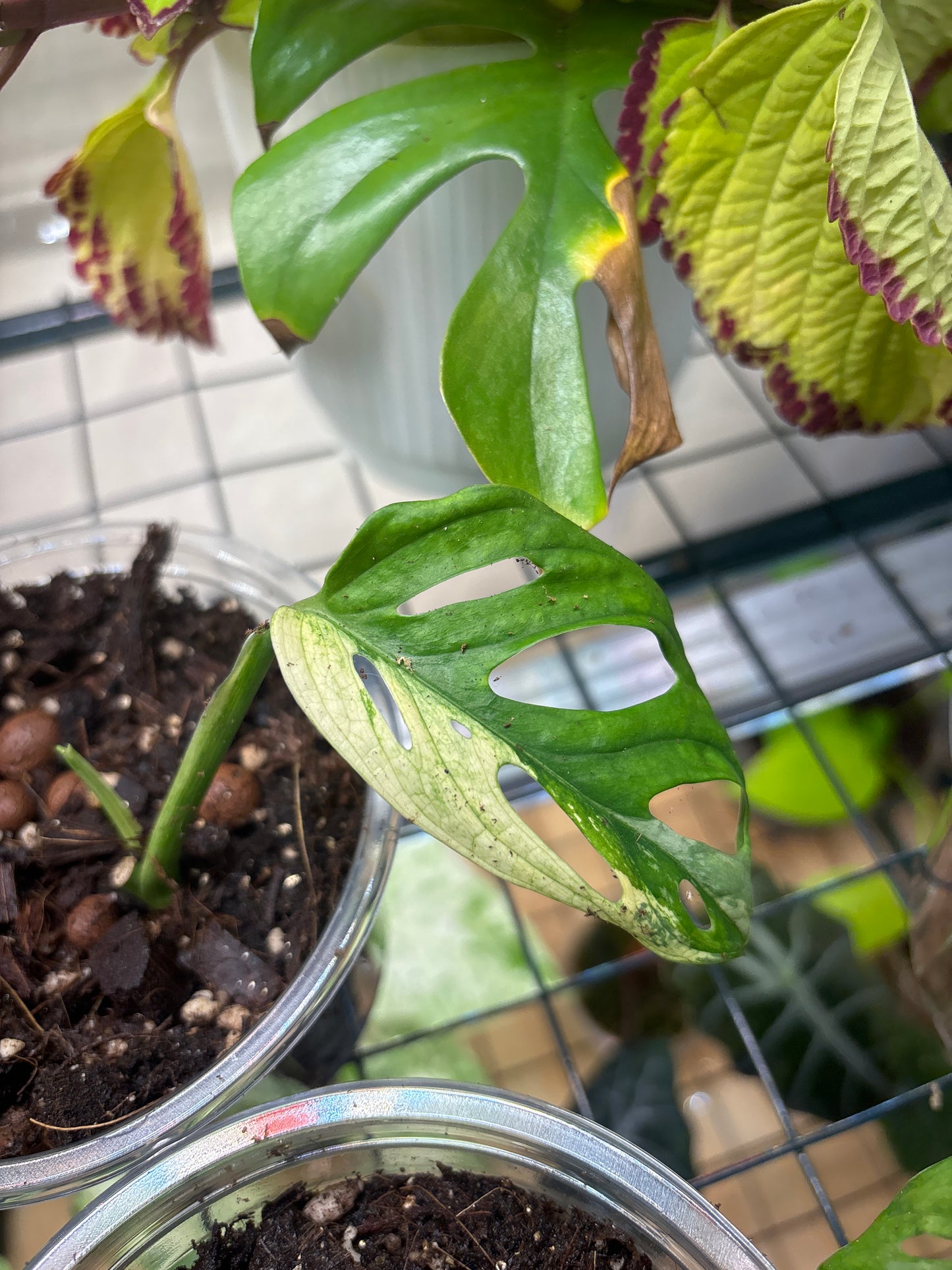 Monstera Monkey Mask Variegata 10-15cm - Plante rare
