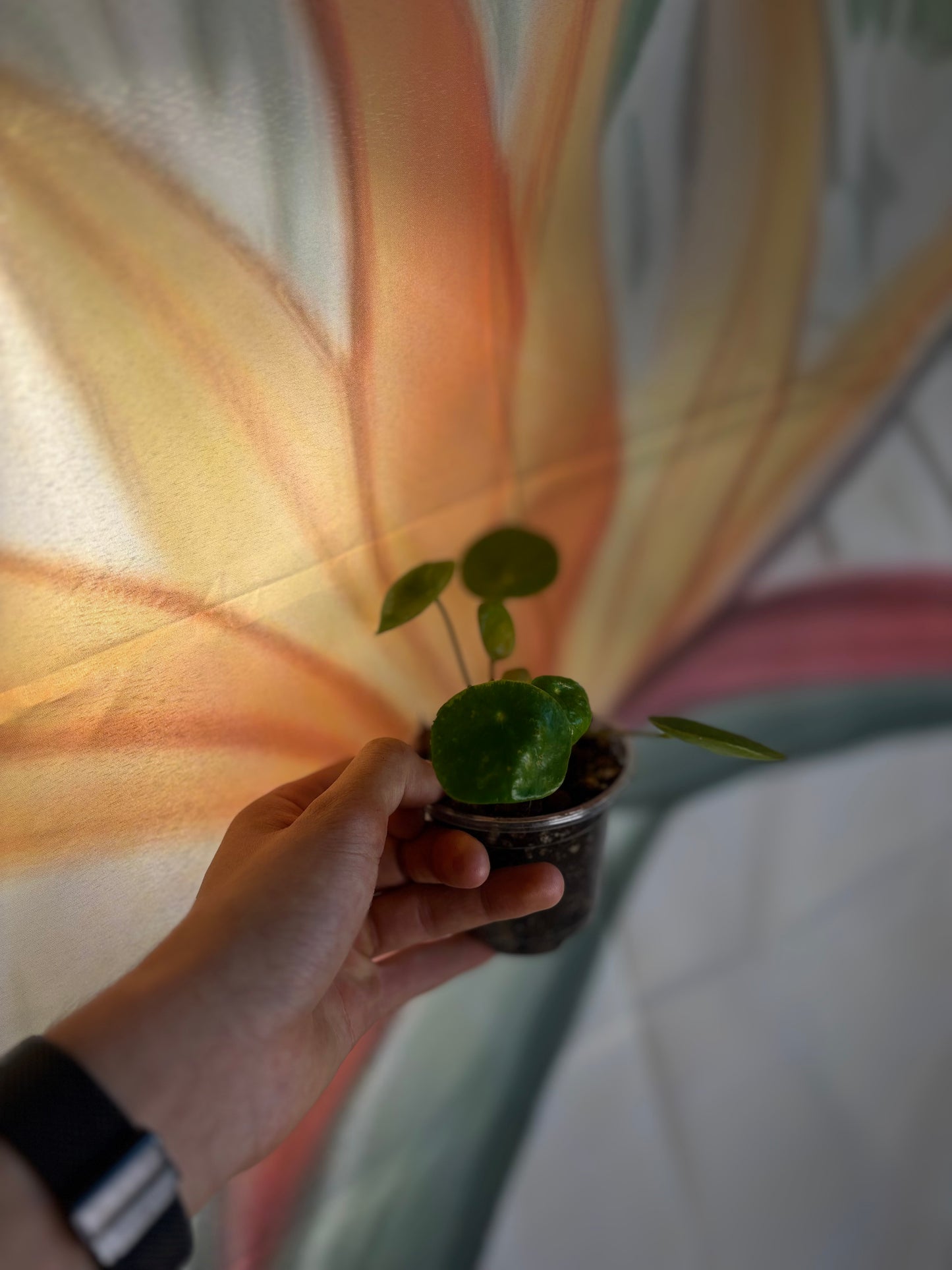 Pilea 12cm - Monnaie de Chine plante porte-bonheur