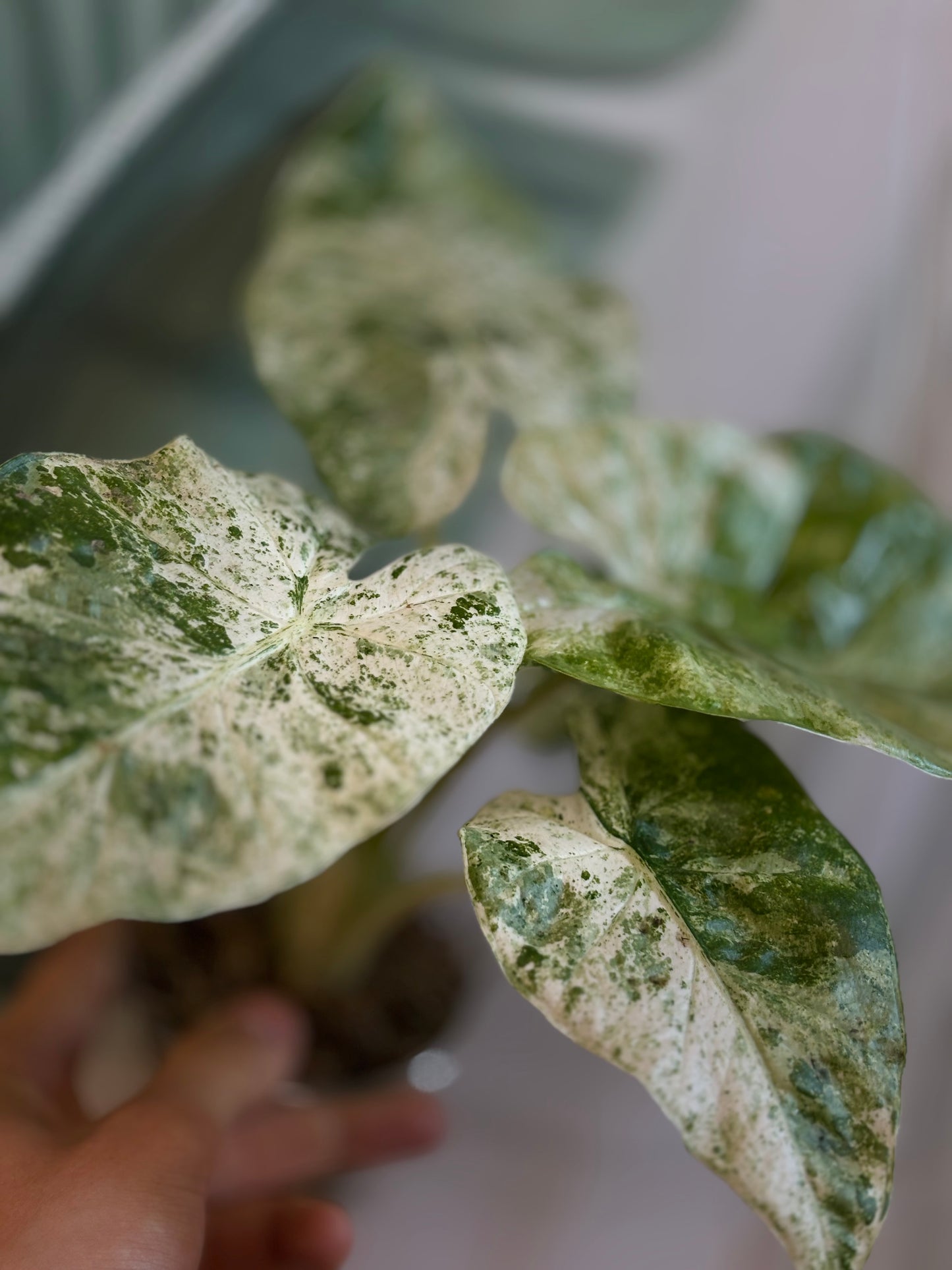 Alocasia Batik Variegata - Plante d'intérieur rare