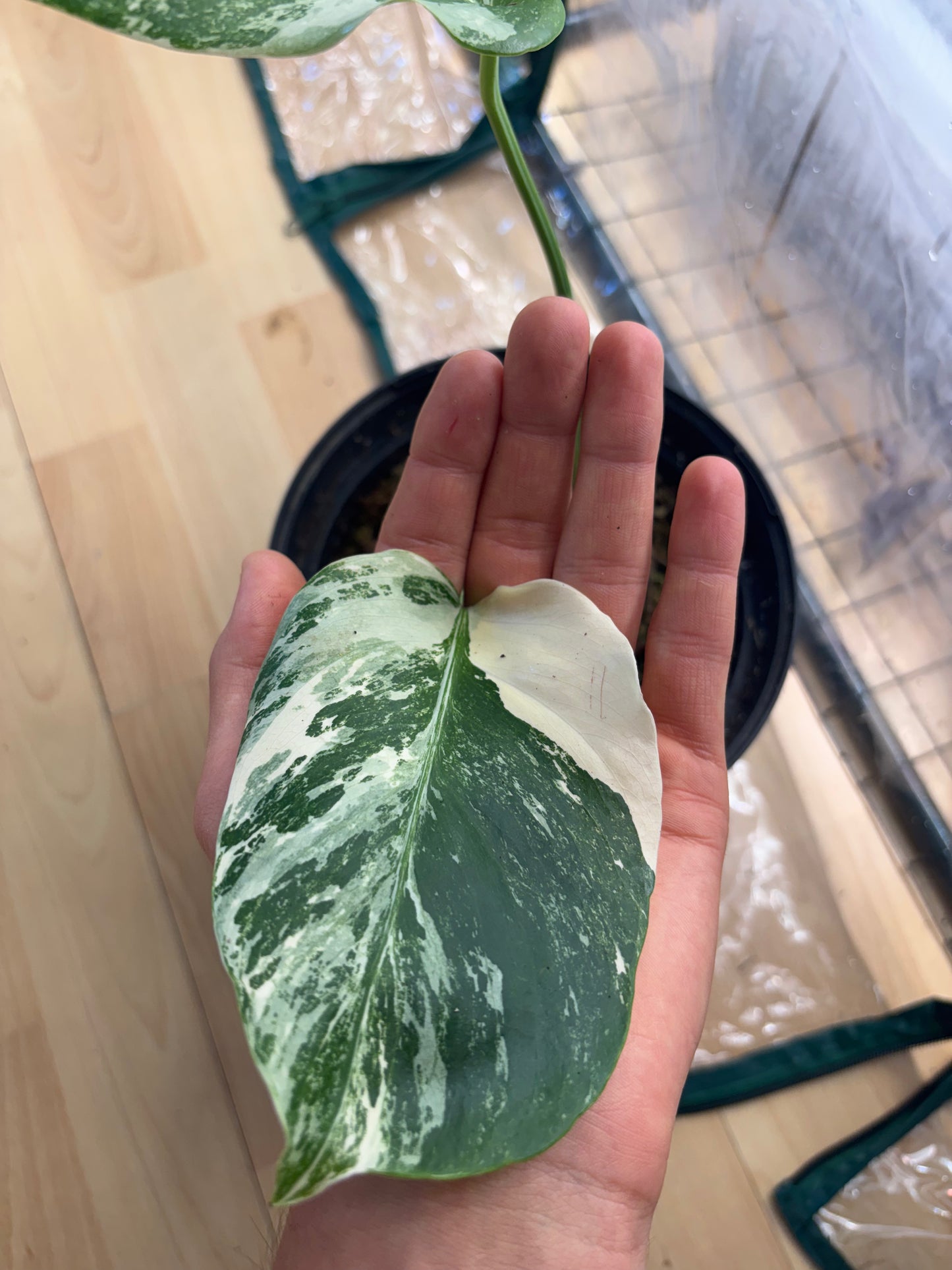 Monstera Thaï Constellation 50cm - Plante rare panachée