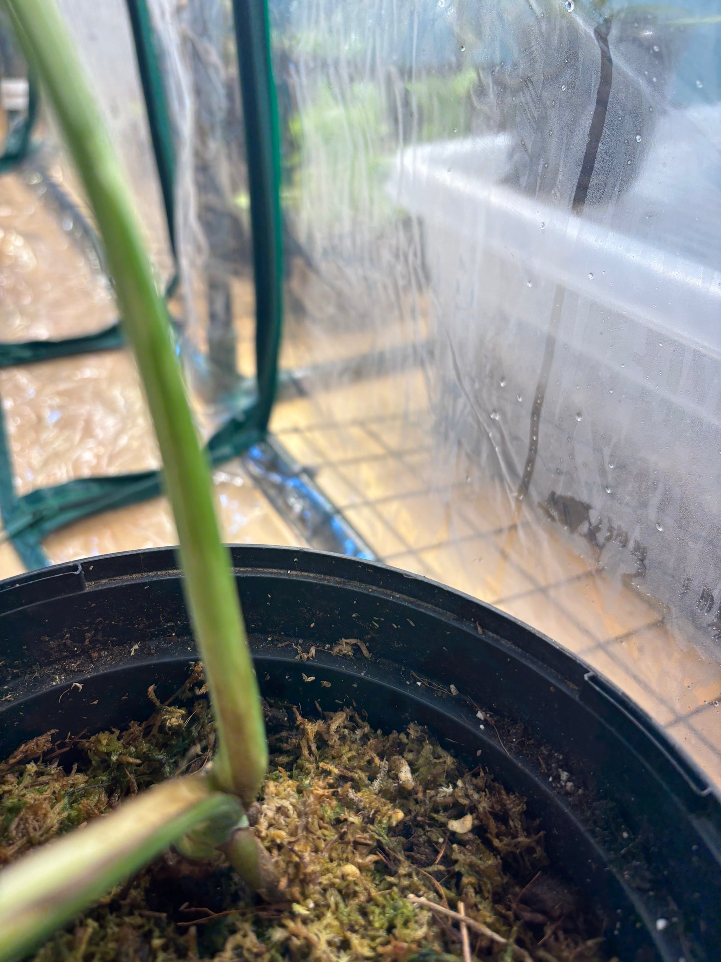 Monstera Thaï Constellation 50cm - Plante rare panachée