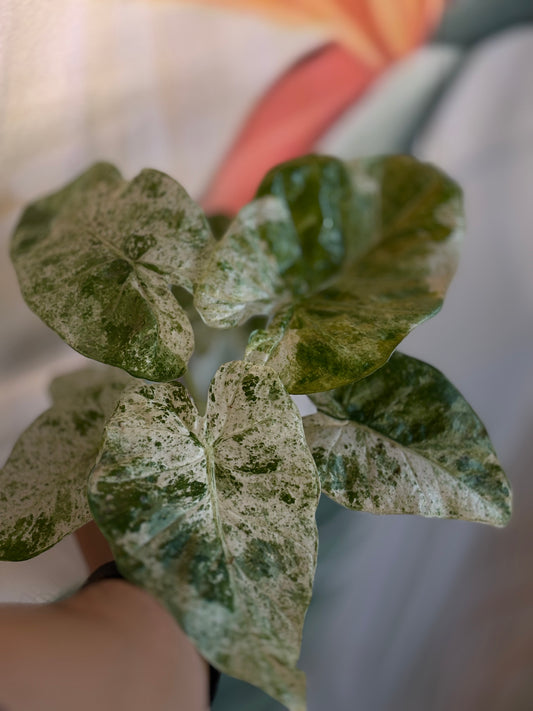 Alocasia Batik Variegata - Plante d'intérieur rare