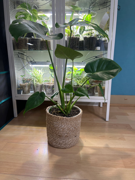 Monstera Deliciosa 60cm - Plante tropicale pot 17cm