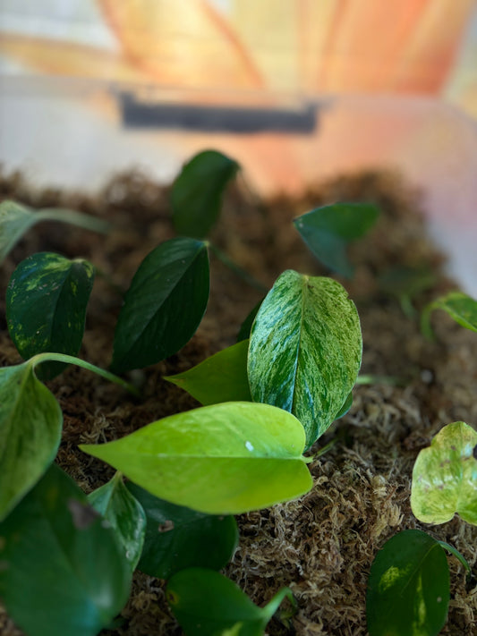 Bouture de Pothos - Plante d'intérieur facile 4,50€