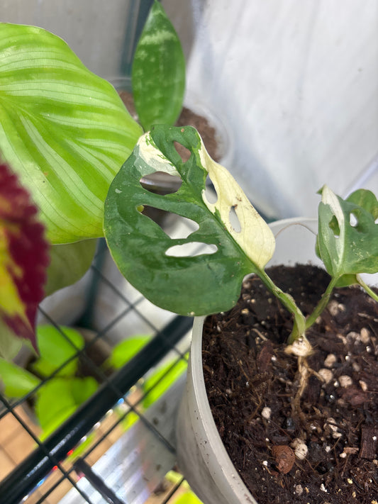 Monstera Monkey Mask Variegata 10-15cm - Plante rare