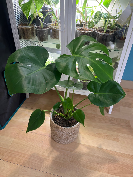 Monstera Deliciosa 60cm - Plante tropicale pot 17cm