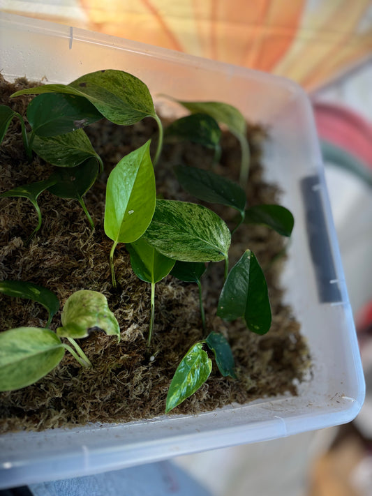 Bouture de Pothos - Plante d'intérieur facile 4,50€