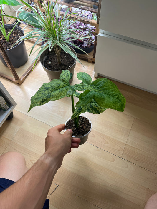 Syngonium Mojito 35cm - Plante grimpante panachée