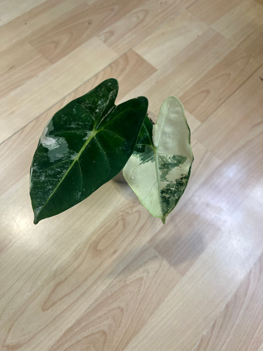 Alocasia Frydek Variegata 25cm - Plante rare panachée