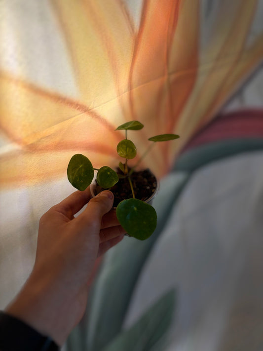 Pilea 12cm - Monnaie de Chine plante porte-bonheur