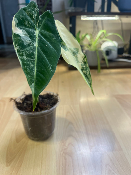 Alocasia Frydek Variegata 25cm - Plante rare panachée