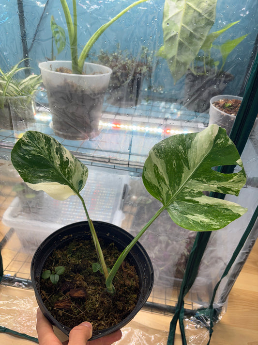 Monstera Thaï Constellation 50cm - Plante rare panachée