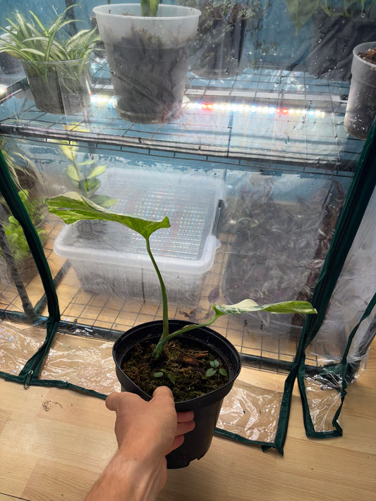 Monstera Thaï Constellation 50cm - Plante rare panachée