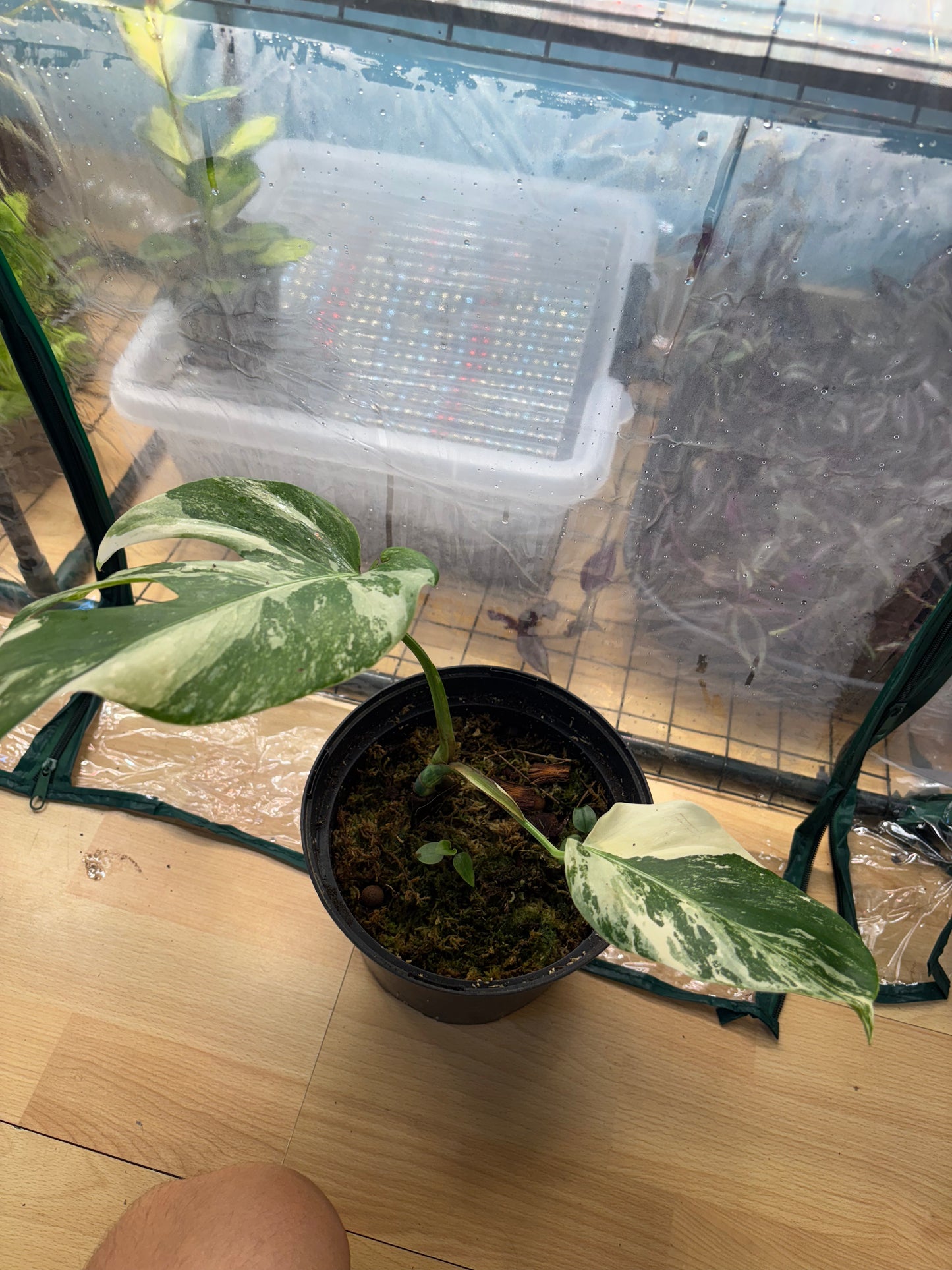 Monstera Thaï Constellation 50cm - Plante rare panachée
