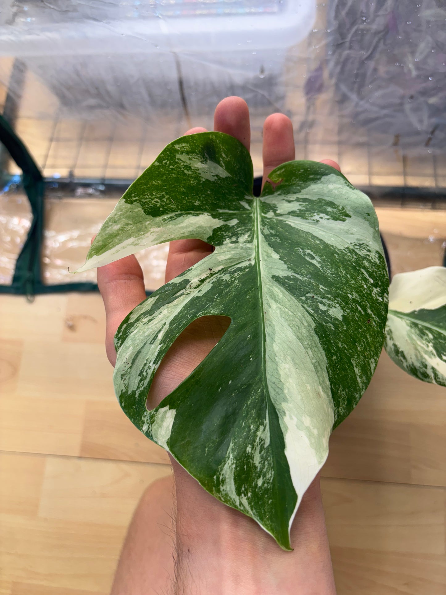 Monstera Thaï Constellation 50cm - Plante rare panachée