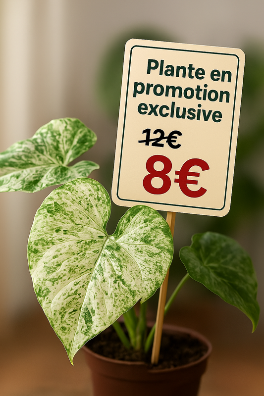 Alocasia Batik Variegata - Plante d'intérieur rare
