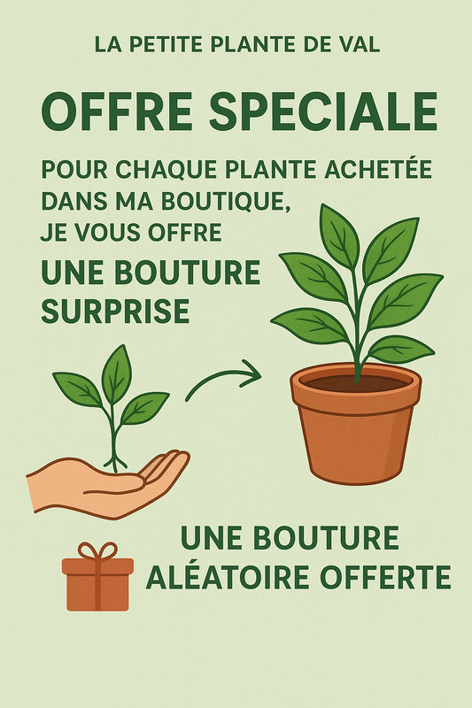 Offre Promotionnelle Plantes - Réduction spéciale